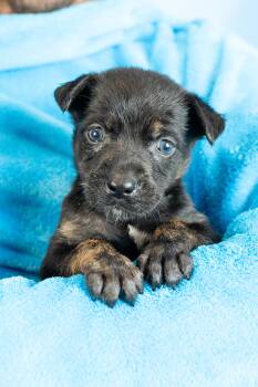 Soloman -  Mixed Breed Dog for Adoption in Minneapolis, Minnesota - Soloman | PetCurious