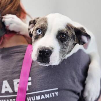 Mixed Breed Dogs Available for Adoption in West Chester, Pennsylvania - Charlotte FKA Puppy 3 | PetCurious