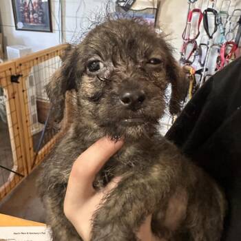 Patrick -  Dachshund and Mixed Breed Dog for Adoption in Temple, Texas - Patrick | PetCurious