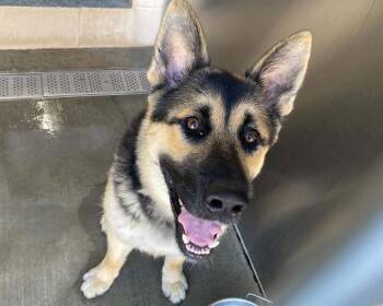 TOM TOMATO -  German Shepherd Dog Dog for Adoption in Tustin, California - TOM TOMATO | PetCurious