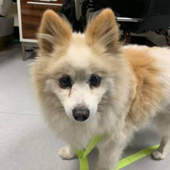 Rescue Pomeranian Dogs for Adoption in Pacific Grove, California - Yankee Candle | PetCurious