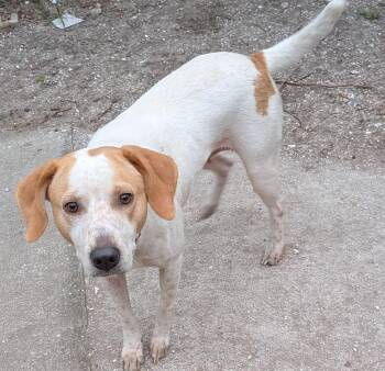 Hound Dogs Available for Adoption in St. Augustine, Florida - Lady | PetCurious