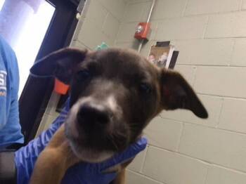 EMBER -  Pit Bull Terrier and Mixed Breed Dog for Adoption in Tulsa, Oklahoma - EMBER | PetCurious