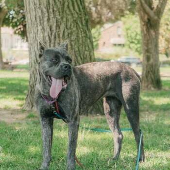 Stormi -  Cane Corso Dog for Adoption in Turlock, California - Stormi | PetCurious