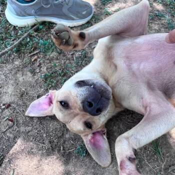 Lucy -  Mixed Breed Dog for Adoption in Auburn, New Hampshire - Lucy | PetCurious
