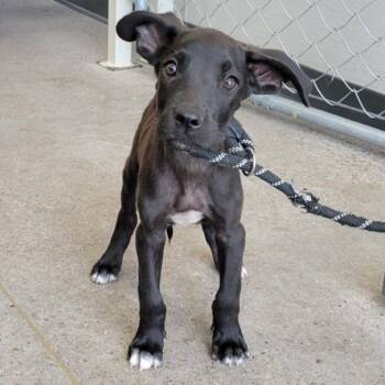 1017 (2026) Rusty -  Great Dane and Mixed Breed Dog for Adoption in Parker, Colorado - 1017 (2026) Rusty | PetCurious
