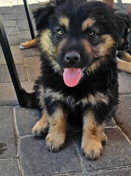 Bender -  Shepherd Dog for Adoption in Mesa, Arizona - Bender | PetCurious