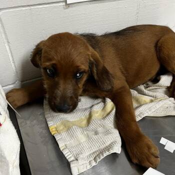 Poodle and Wirehaired Dachshund Dogs Available for Adoption in Birmingham, Alabama - Wyvern | PetCurious