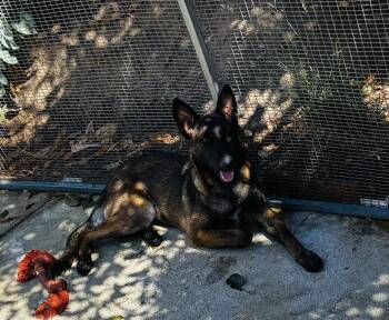 Rena -  Belgian Malinois Dog for Adoption in Jamul, California - Rena | PetCurious
