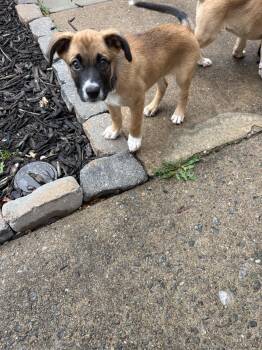 Otto -  Boxer and German Shepherd Dog Dog for Adoption in Herndon, Virginia - Otto | PetCurious