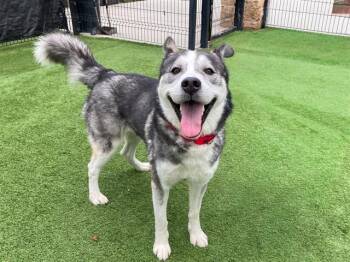 Rescue Siberian Husky Dogs for Adoption in Tustin, California - THOR | PetCurious