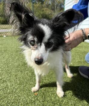 Rescue Papillon Dogs for Adoption in Independence, Missouri - Matilda | PetCurious