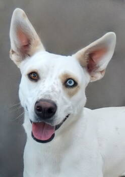 Rescue Husky Dogs for Adoption in Pasadena, California - WINDY | PetCurious