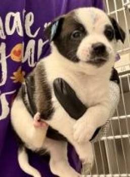Alfredo -  Mixed Breed Dog for Adoption in Lawrenceville, Georgia - Alfredo | PetCurious