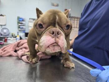 PENELOPE -  Staffordshire Bull Terrier and American Bulldog Dog for Adoption in Orlando, Florida - PENELOPE | PetCurious