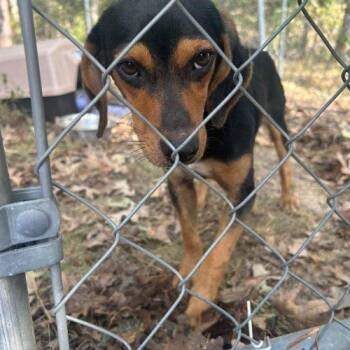 Prosciutto -  Beagle Dog for Adoption in Kent, Washington - Prosciutto | PetCurious