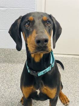 Rescue Doberman Pinscher and Mixed Breed Dogs for Adoption in Westminster, Maryland - BRUNO | PetCurious