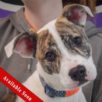 American Staffordshire Terrier and Boxer Dogs Available for Adoption in Huntley, Illinois - Zephyr | PetCurious