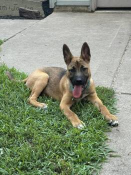 Radar II -  German Shepherd Dog Dog for Adoption in Fredonia, Wisconsin - Radar II | PetCurious