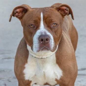 Staffordshire Bull Terrier Dogs Available for Adoption in St. Louis, Missouri - BECKY | PetCurious