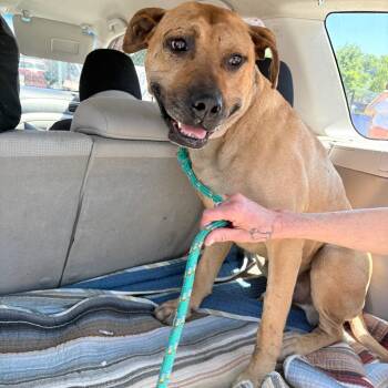Lincoln -  Mixed Breed Dog for Adoption in Philadelphia, Pennsylvania - Lincoln | PetCurious