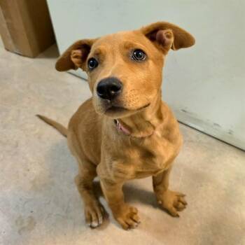 NICOLE -  Labrador Retriever and Mixed Breed Dog for Adoption in Long Beach, California - NICOLE | PetCurious