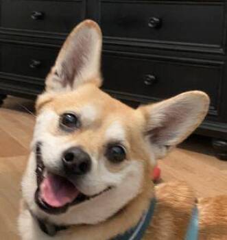Buster -  Corgi and Chihuahua Dog for Adoption in Penns Grove, New Jersey - Buster | PetCurious