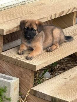 Shepherd Dogs Available for Adoption in Germantown, Ohio - Coco