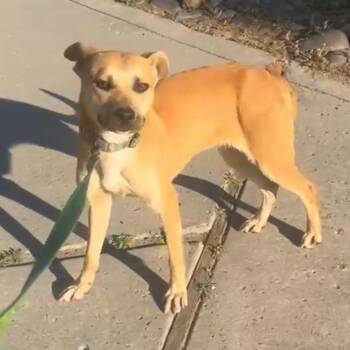 Rhodesian Ridgeback and Terrier Dogs Available for Adoption - Minnie | PetCurious