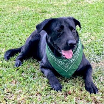 Tucker -  Black Labrador Retriever Dog Available for Adoption - Tucker | PetCurious