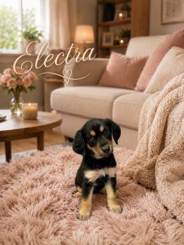 Golden Retriever and Standard Poodle Dogs Available for Adoption in Orange, California - Electra | PetCurious