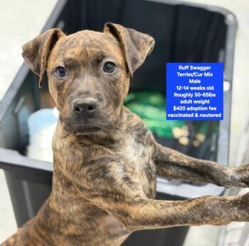 Terrier Dogs Available for Adoption - Ruff Swagger | PetCurious