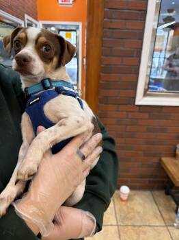 Chihuahua and Terrier Dogs Available for Adoption - Ferdinand | PetCurious