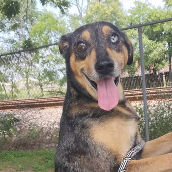 Rescue Catahoula Leopard Dog Dogs for Adoption in Corsicana, Texas - Bellissima D46907 | PetCurious