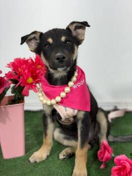Aurora-One of our Amazing Rescue Dogs -  Australian Kelpie and German Shepherd Dog Dog for Adoption in Carlsbad, California - Aurora-One Of Our Amazing Rescue Dogs | PetCurious