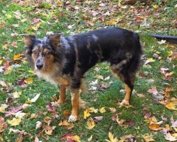 Rescue Australian Shepherd Dogs for Adoption in Elk River, Minnesota - Lucy | PetCurious