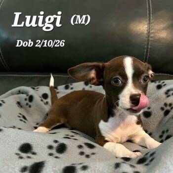 Luigi -  Chihuahua Dog for Adoption in Clayton, California - Luigi | PetCurious