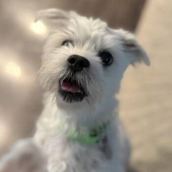 Chester -  Maltese Dog for Adoption in Aldie, Virginia - Chester | PetCurious