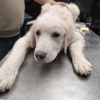 P46815 -  Great Pyrenees Dog for Adoption in Corsicana, Texas - P46815 | PetCurious