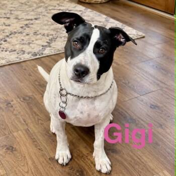 Gigi -  American Staffordshire Terrier Dog for Adoption in Austin, Texas - Gigi | PetCurious