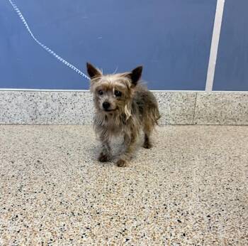 Yorkshire Terrier Dogs Available for Adoption in Doral, Florida - PAPI BROWN | PetCurious