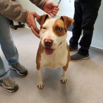 Pit Bull Terrier Dogs Available for Adoption in Jasper, Indiana - Ginger | PetCurious