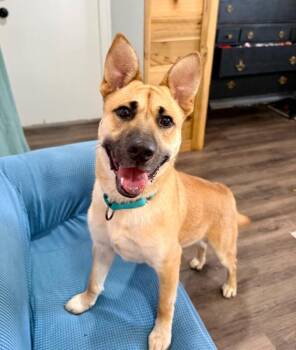 German Shepherd Dog and Labrador Retriever Dogs Available for Adoption in Friendswood, Texas - Barney Delight The Certified Mood Booster | PetCurious