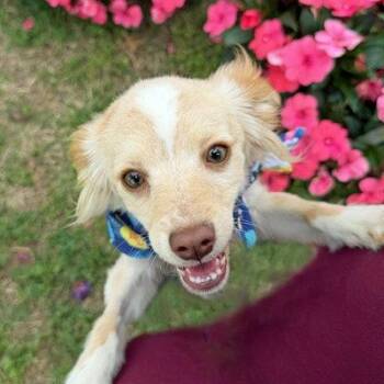 Pomeranian and Chihuahua Dogs Available for Adoption in Arlington, Virginia - Nova | PetCurious