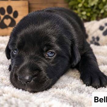 Belle -  Chocolate Labrador Retriever and Black Labrador Retriever Dog for Adoption in Grand Bay, Alabama - Belle | PetCurious