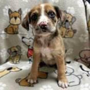 Rescue Australian Shepherd Dogs for Adoption in Portsmouth, Ohio - Ayda | PetCurious