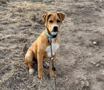 Cattle Dog and Labrador Retriever Dogs Available for Adoption - Adam Nka Ace | PetCurious