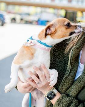Noodle -  Chihuahua Dog for Adoption in Frankfort, New York - Noodle | PetCurious