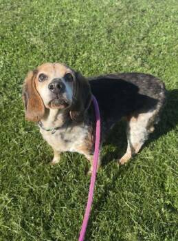 Beagle Dogs Available for Adoption in Philadelphia, Pennsylvania - Riley | PetCurious
