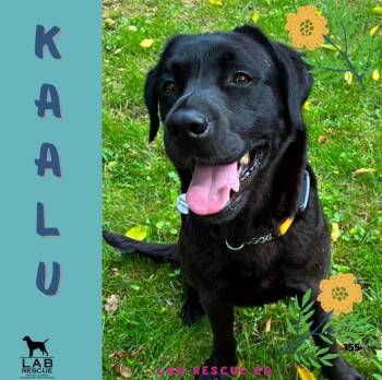 Kaalu -  Labrador Retriever Dog for Adoption in Oakville, Ontario - Kaalu | PetCurious